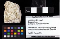 Foto (Objket + Etiketten) von Decapoda indet. 